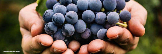 OPC - diese Fakten musst Du unbedingt wissen