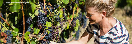 OPC Traubenkernextrakt - Wunderserum aus Traubenkernen?