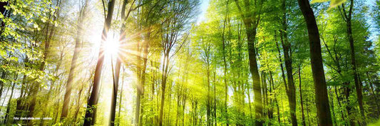 Vitamin K und Vitamin D - Das Vitamin Duo!