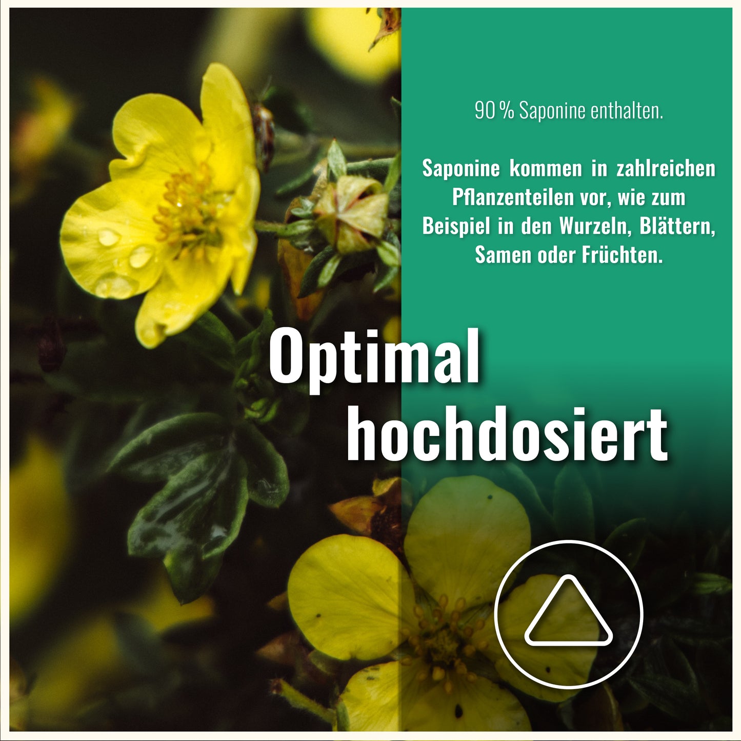 Tribulus Terrestris Kapseln
