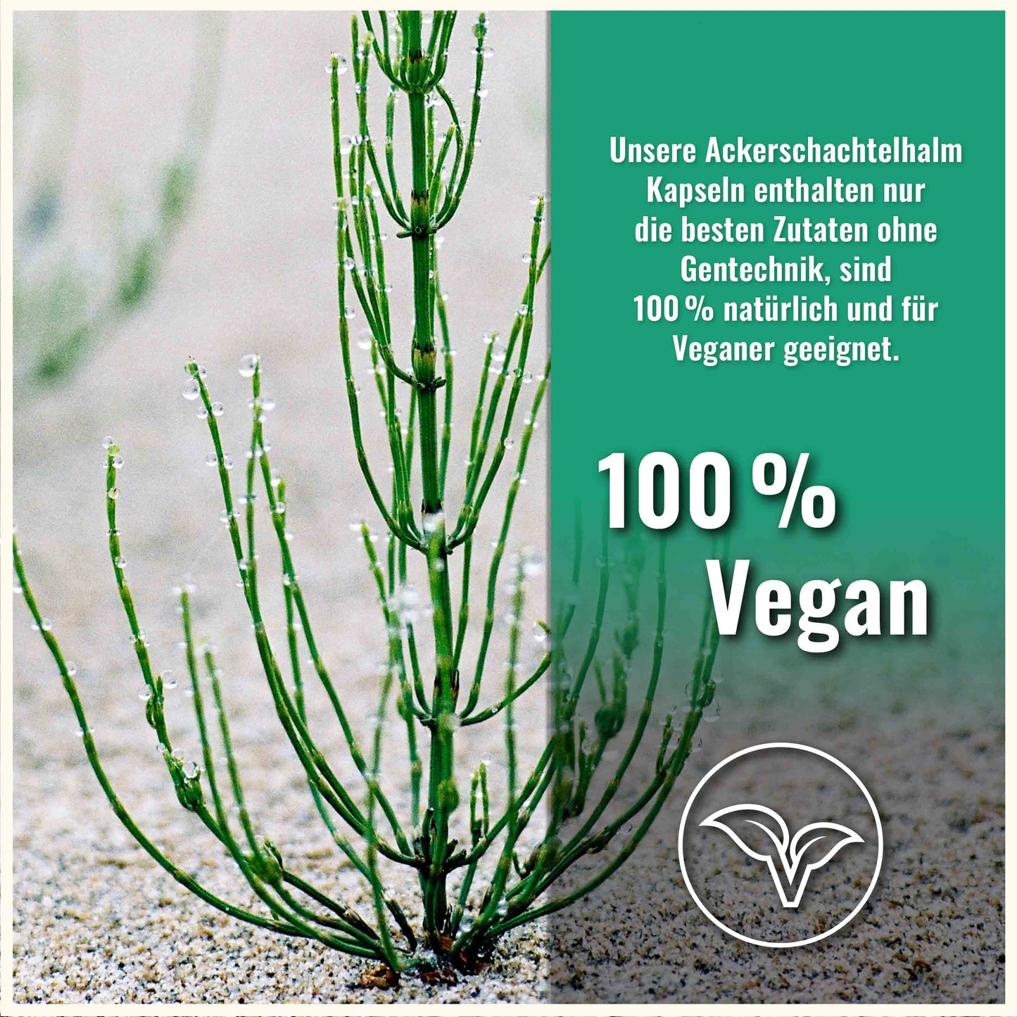 Ackerschachtelhalm Kapseln