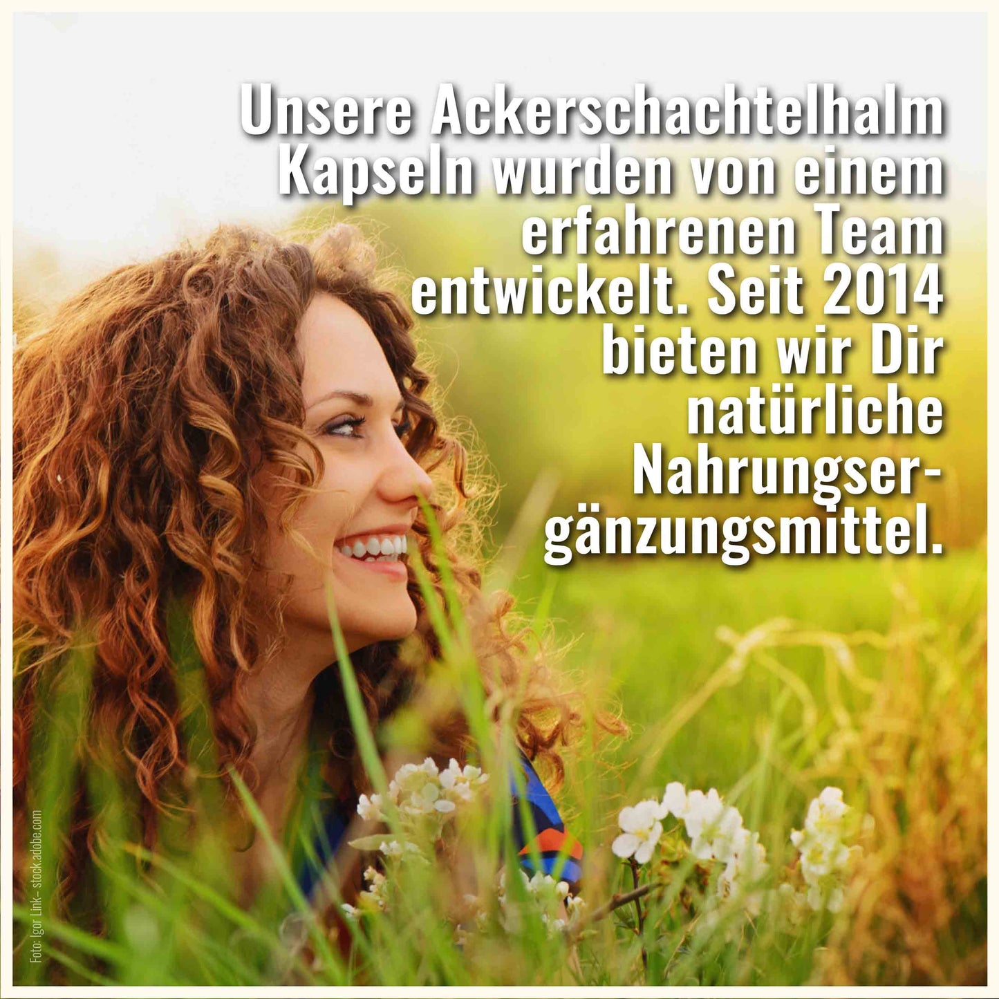 Ackerschachtelhalm Kapseln