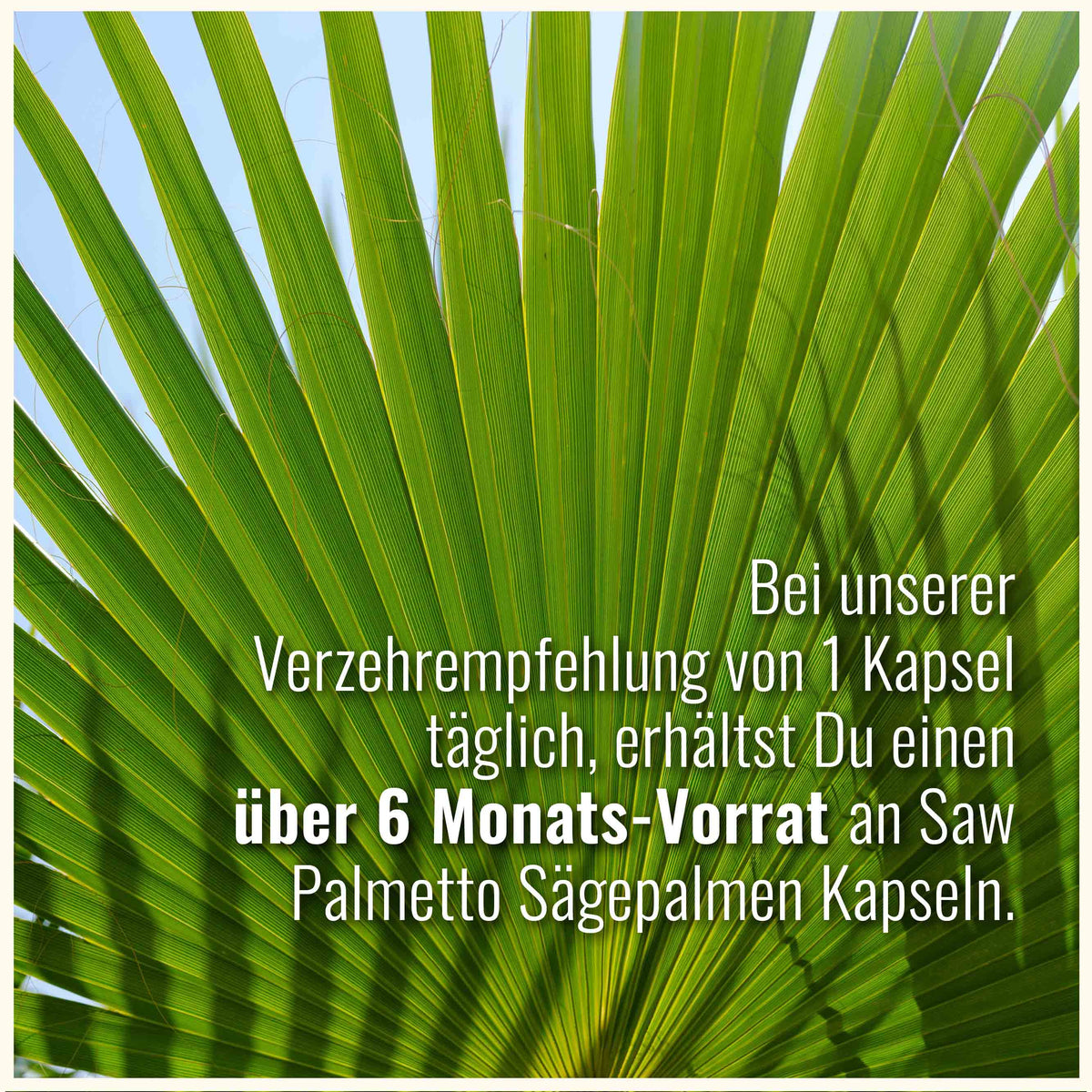 Saw Palmetto Sägepalme