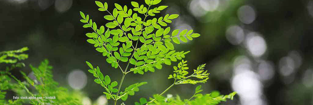 Moringa = Wunderbaum mit Wirkung gegen über 300 Krankheiten?