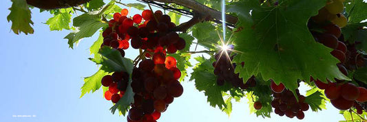 OPC in Kombination mit Vitamin C? Einfach unglaublich!