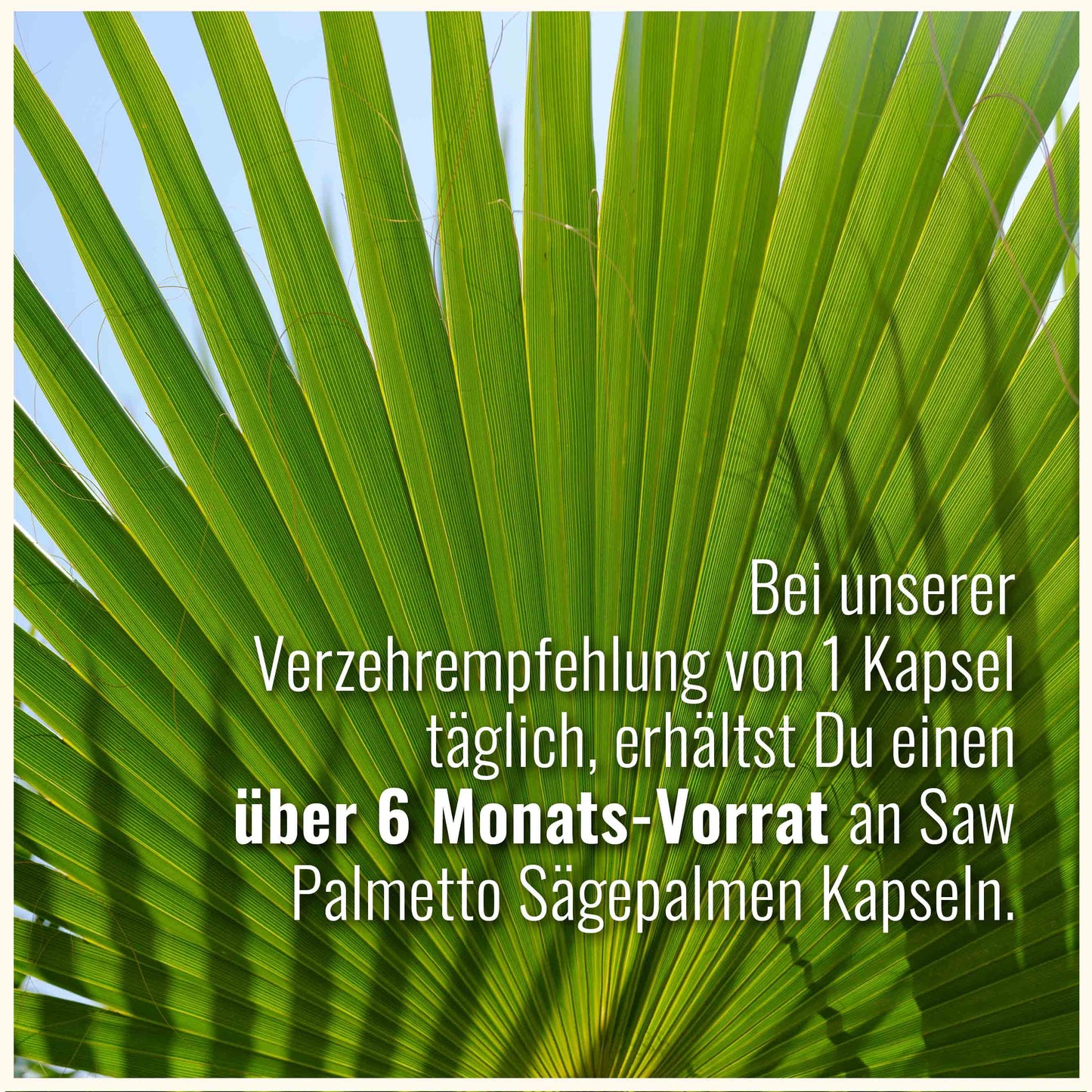 Saw Palmetto Sägepalme
